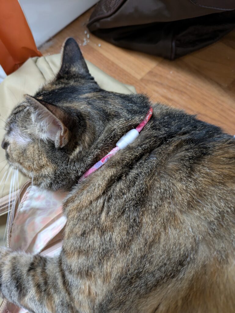 新しい首輪を付けた飼い猫